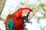 blue red macaw parrot